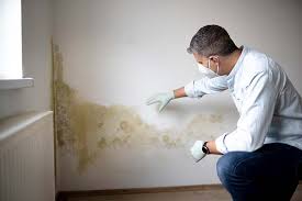 Best Mold Documentation for Insurance Claims  in Enosburg Falls, VT